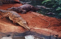 Frischwasserkrokodil (freshy)